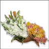 Natures Beauty - Click here to View more details about this Product